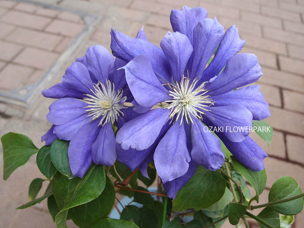 クレマチス フランシスカマリー