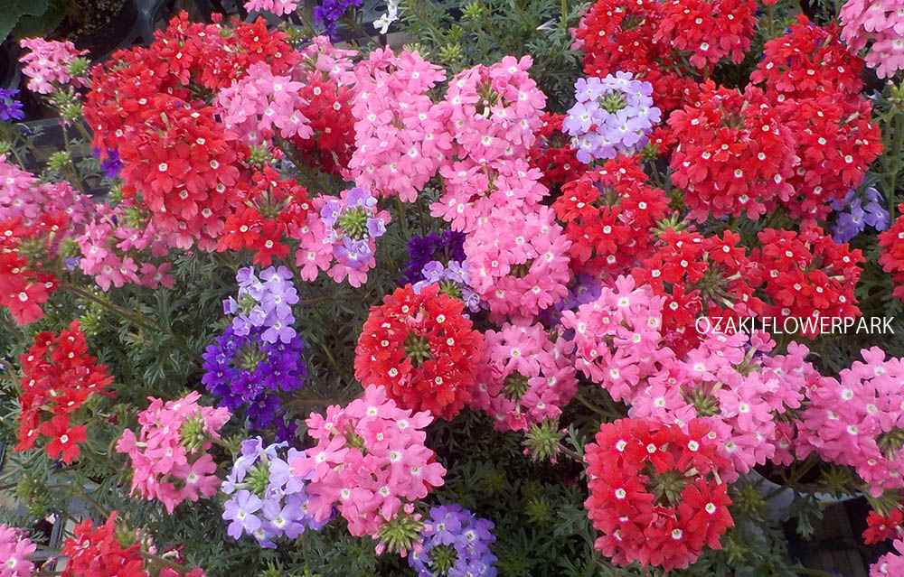 バーベナ(美女桜) (一年草の従来種)