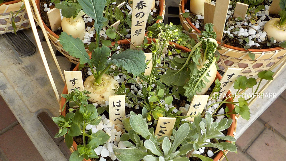 春の七草(七草籠)