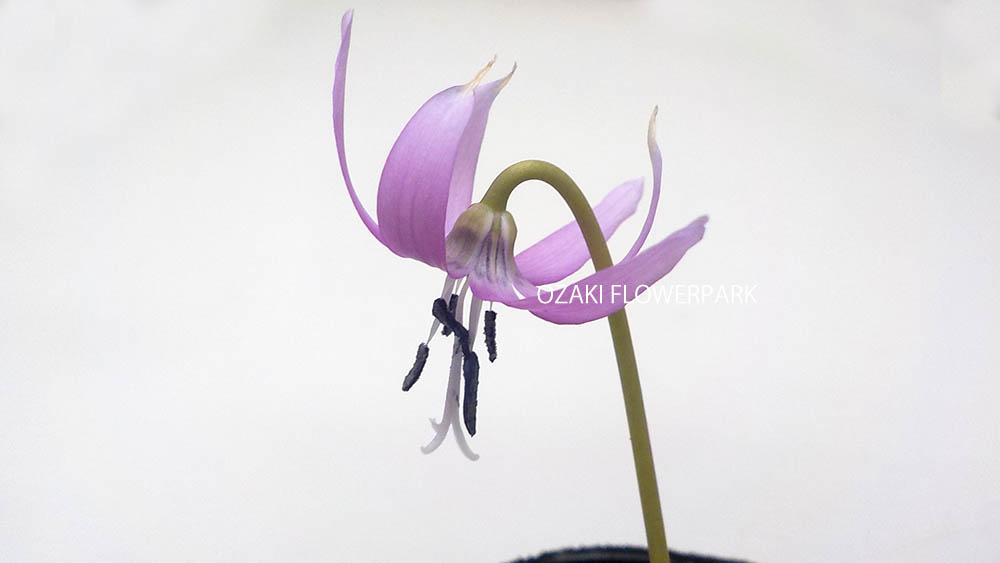 カタクリ（片栗）
