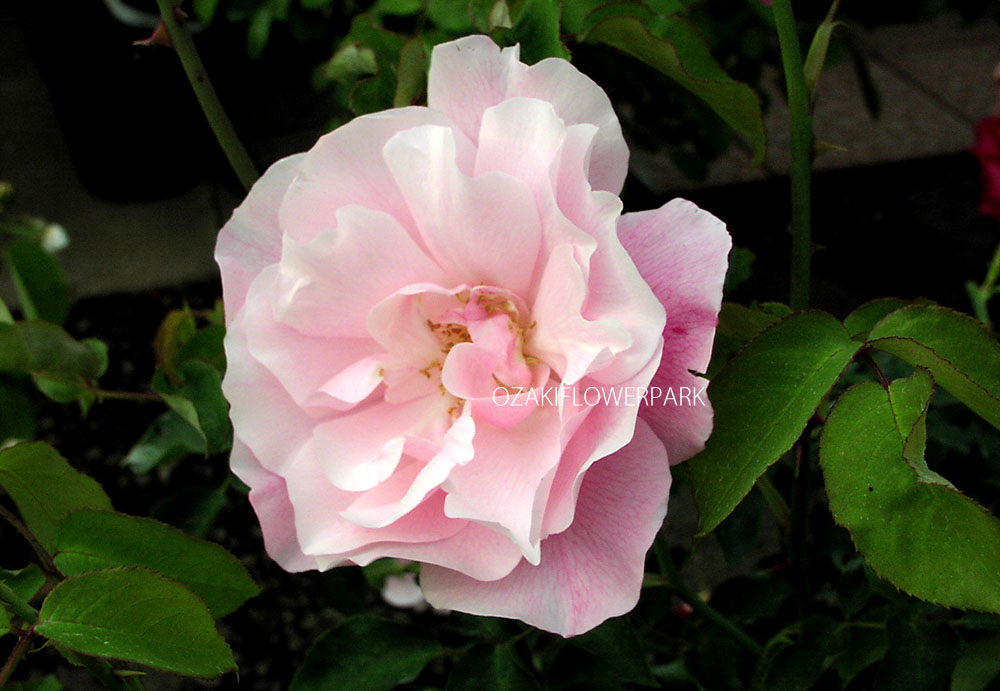 スパニッシュビューティー（CL）
