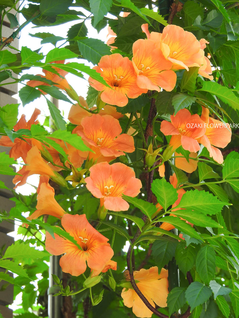ノウゼンカズラ（凌霄花）