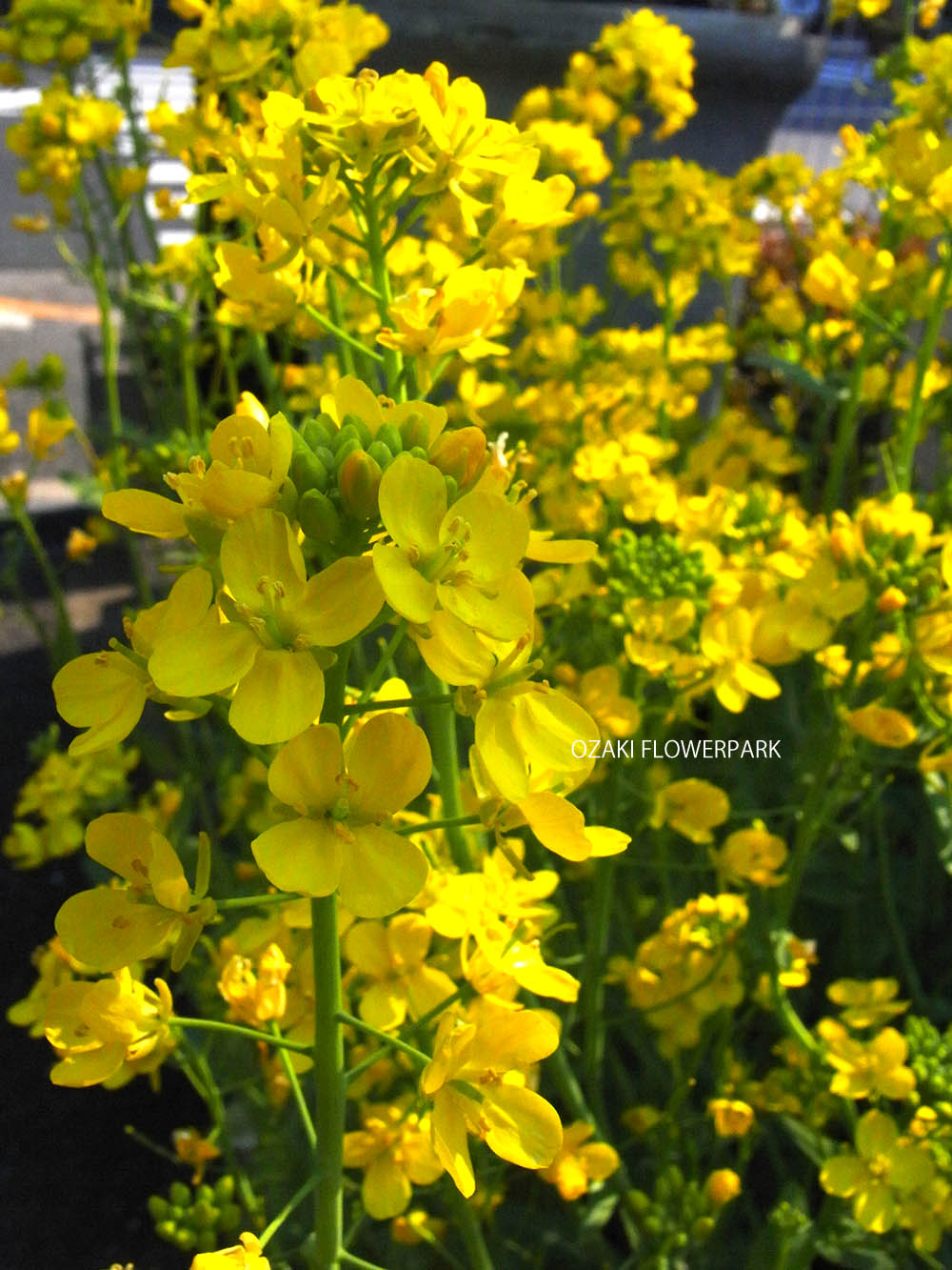 なのはな（菜の花）